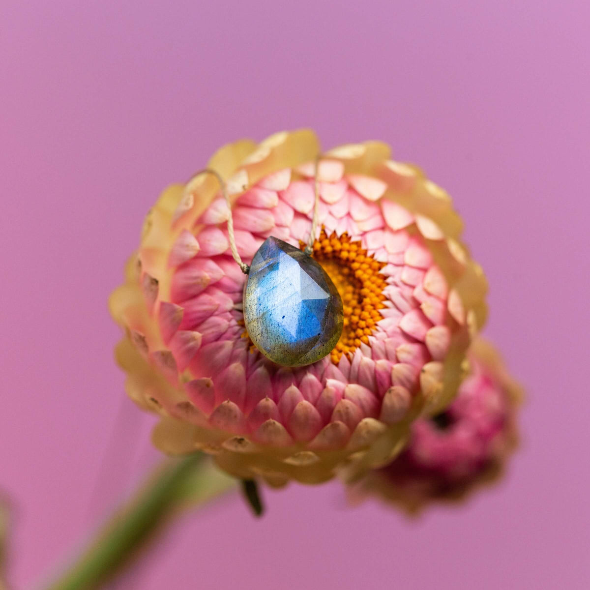 The Labradorite Luxe Necklace for Transformation by SoulKu, a blue teardrop pendant, is displayed on a pink dried flower with a yellow center against a soft pink background—a stunning handmade gemstone piece.